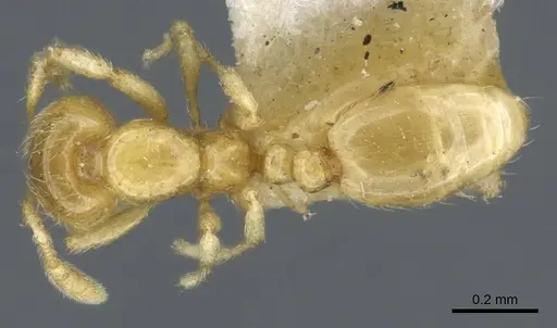 Solenopsis texana specimen CASENT0904625 image casent0904625_1