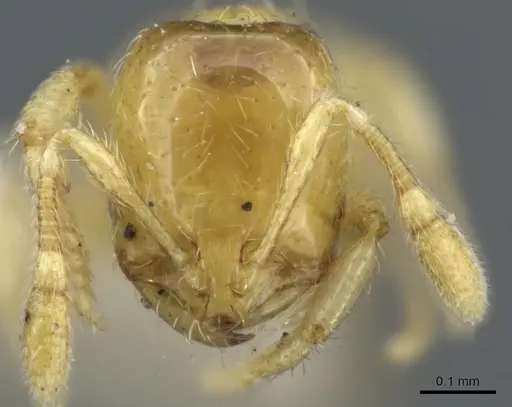 Solenopsis texana specimen CASENT0904625 image casent0904625_2