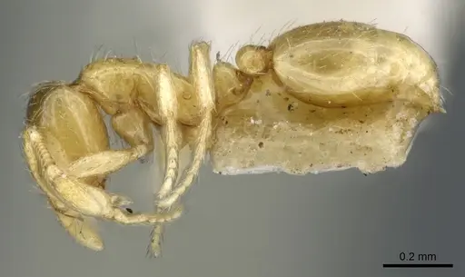 Solenopsis texana specimen CASENT0904625 image casent0904625_3