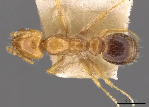 Solenopsis texana specimen CASENT0908855 image casent0908855_1