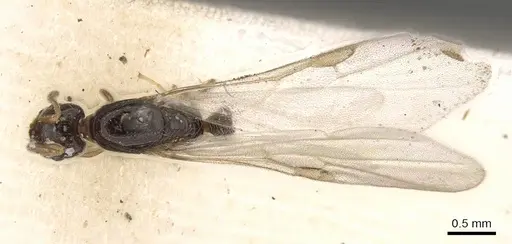 Solenopsis tipuna specimen CASENT0908879 image casent0908879_1