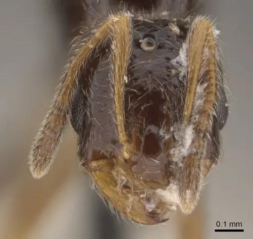 Solenopsis tipuna specimen CASENT0908879 image casent0908879_2