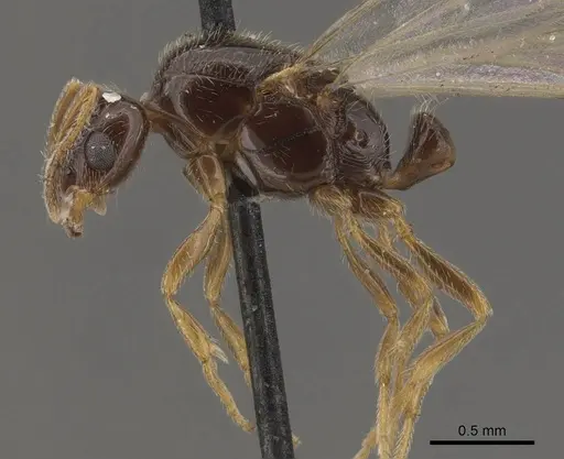 Solenopsis tipuna specimen CASENT0908879 image casent0908879_3