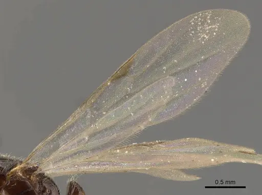 Solenopsis tipuna specimen CASENT0908879 image casent0908879_4