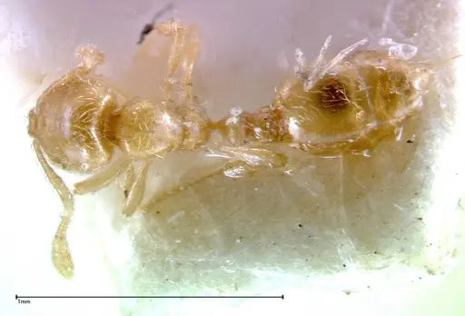 Solenopsis tipuna specimen FOCOL0280 image focol0280_1