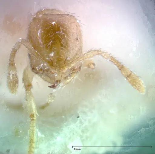 Solenopsis tipuna specimen FOCOL0280 image focol0280_2