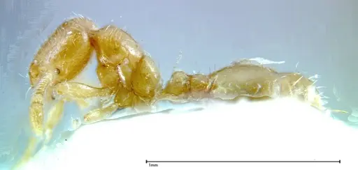 Solenopsis tipuna specimen FOCOL0280 image focol0280_3