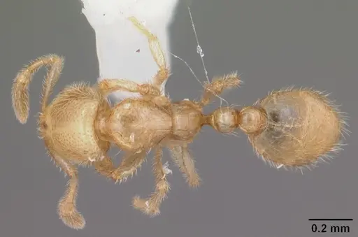 Solenopsis tonsa specimen CASENT0104512 image casent0104512_1