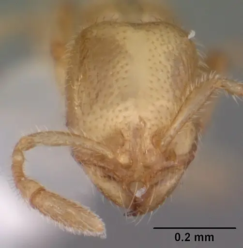 Solenopsis tonsa specimen CASENT0104512 image casent0104512_2
