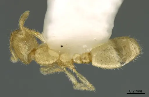 Solenopsis tonsa specimen CASENT0923591 image casent0923591_1