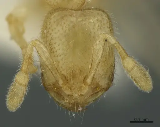 Solenopsis tonsa specimen CASENT0923591 image casent0923591_2