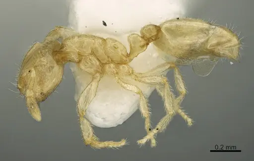 Solenopsis tonsa specimen CASENT0923591 image casent0923591_3
