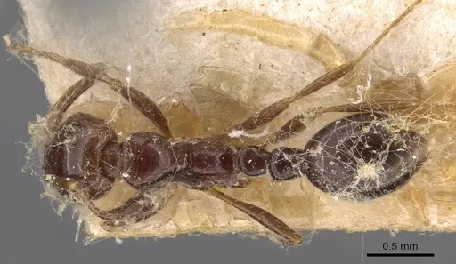 Solenopsis tridens specimen CASENT0908804 image casent0908804_1