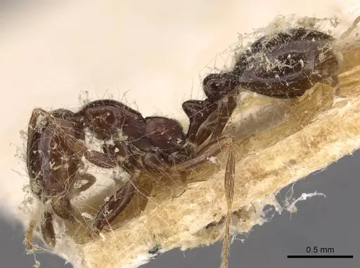 Solenopsis tridens specimen CASENT0908804 image casent0908804_3