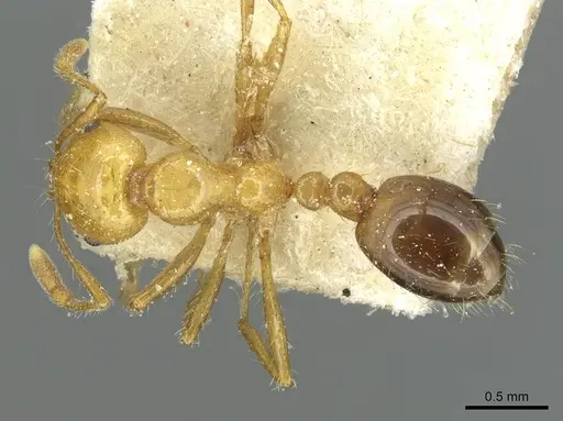 Solenopsis tridens specimen CASENT0913943 image casent0913943_1