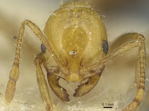 Solenopsis tridens specimen CASENT0913943 image casent0913943_2