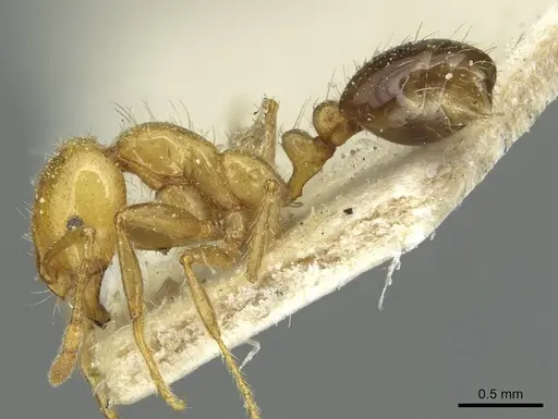 Solenopsis tridens specimen CASENT0913943 image casent0913943_3