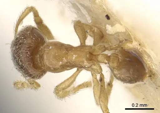 Solenopsis ugandensis specimen CASENT0902362 image casent0902362_1