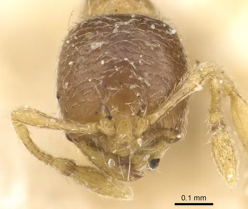 Solenopsis ugandensis specimen CASENT0902362 image casent0902362_2