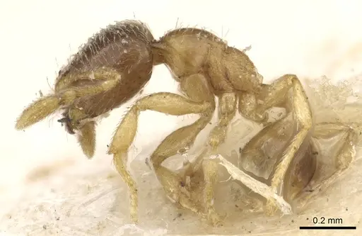 Solenopsis ugandensis specimen CASENT0902362 image casent0902362_3
