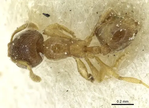Solenopsis ugandensis specimen CASENT0913945 image casent0913945_1