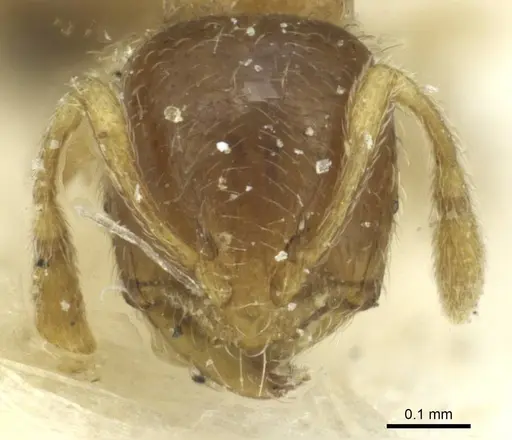 Solenopsis ugandensis specimen CASENT0913945 image casent0913945_2