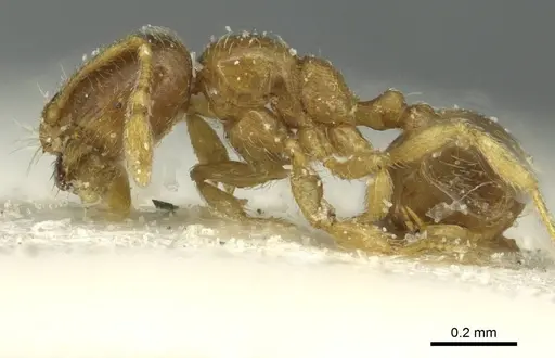 Solenopsis ugandensis specimen CASENT0913945 image casent0913945_3