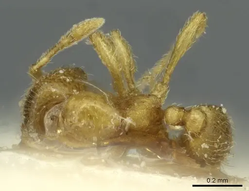 Solenopsis ugandensis specimen CASENT0913946 image casent0913946_1