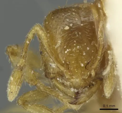 Solenopsis ugandensis specimen CASENT0913946 image casent0913946_2