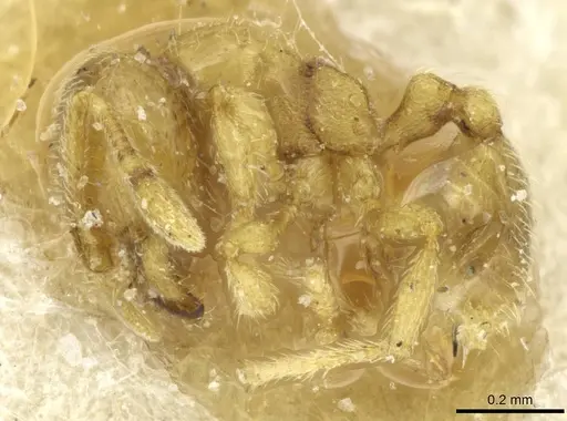 Solenopsis ugandensis specimen CASENT0913946 image casent0913946_3