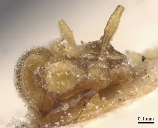 Solenopsis ugandensis specimen RMCAENT000017775 image rmcaent000017775_1
