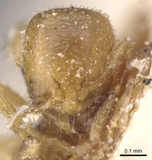 Solenopsis ugandensis specimen RMCAENT000017775 image rmcaent000017775_2