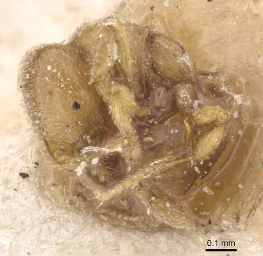 Solenopsis ugandensis specimen RMCAENT000017775 image rmcaent000017775_3