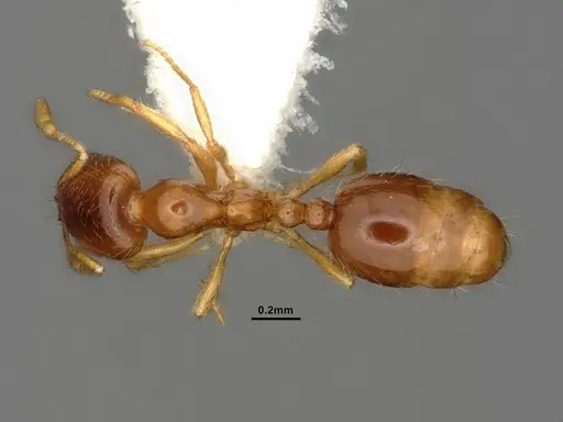 Solenopsis validiuscula specimen CASENT0884281 image casent0884281_1
