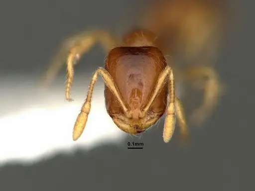 Solenopsis validiuscula specimen CASENT0884281 image casent0884281_2