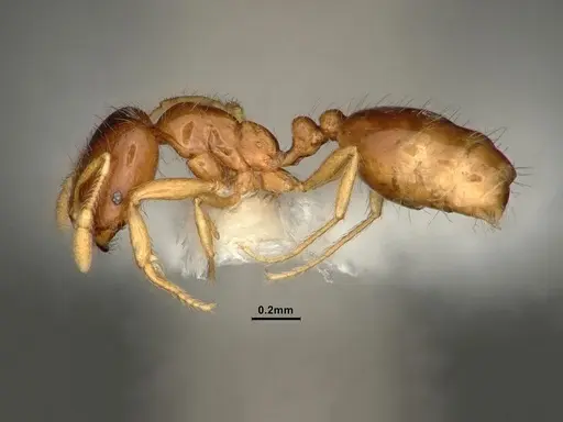 Solenopsis validiuscula specimen CASENT0884281 image casent0884281_3