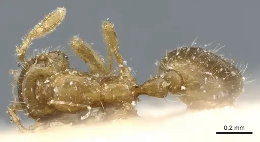 Solenopsis validiuscula specimen CASENT0904623 image casent0904623_1