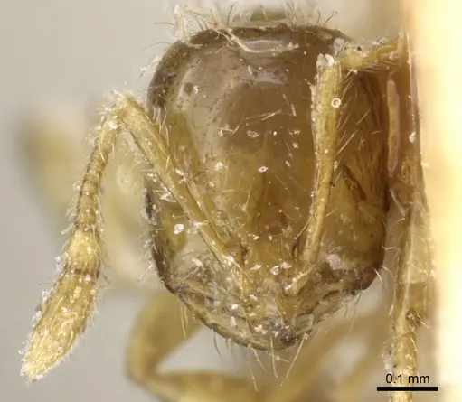 Solenopsis validiuscula specimen CASENT0904623 image casent0904623_2