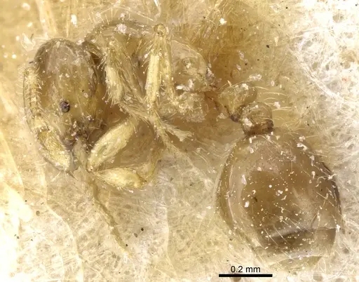 Solenopsis validiuscula specimen CASENT0904623 image casent0904623_3