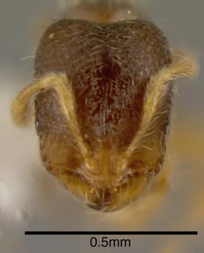 Solenopsis vinsoni specimen CASENT0636202 image casent0636202_1