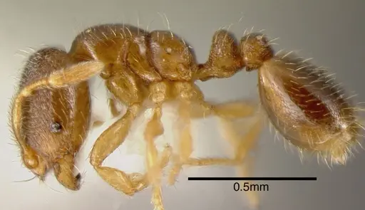 Solenopsis vinsoni specimen CASENT0636202 image casent0636202_2