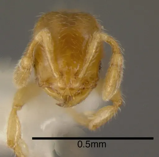 Solenopsis vinsoni specimen CASENT0636203 image casent0636203_1