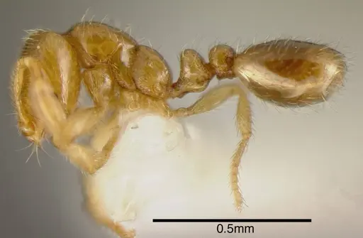 Solenopsis vinsoni specimen CASENT0636203 image casent0636203_2