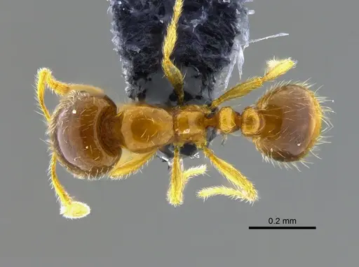 Solenopsis vinsoni specimen CBUMAGENT42019 image cbumagent42019_1