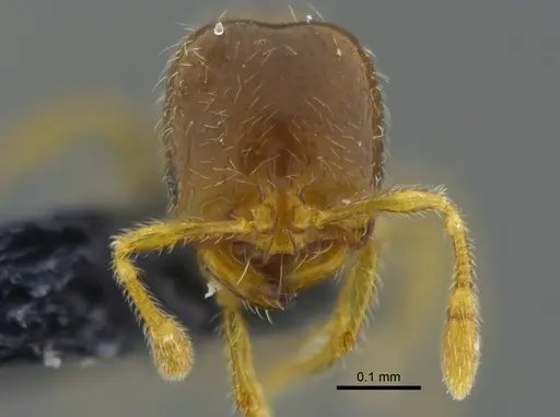 Solenopsis vinsoni specimen CBUMAGENT42019 image cbumagent42019_2