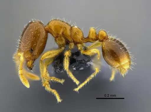 Solenopsis vinsoni specimen CBUMAGENT42019 image cbumagent42019_3