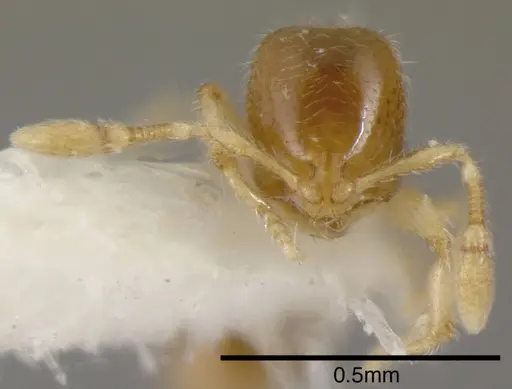 Solenopsis vinsoni specimen INBIOCRI002281510 image inbiocri002281510_1