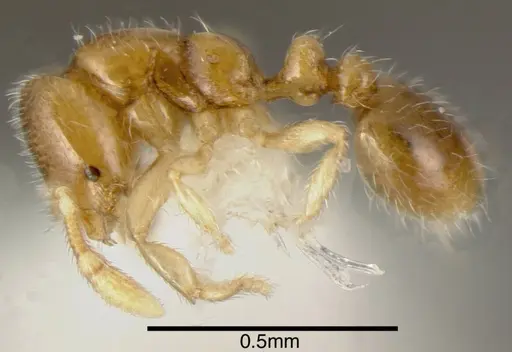 Solenopsis vinsoni specimen INBIOCRI002281510 image inbiocri002281510_2