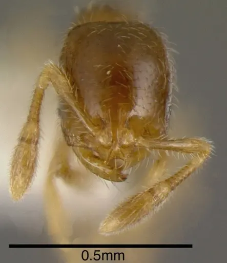 Solenopsis vinsoni specimen INBIOCRI002728554 image inbiocri002728554_1
