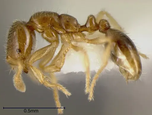 Solenopsis vinsoni specimen INBIOCRI002728554 image inbiocri002728554_2